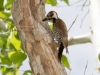 Arizona Woodpecker