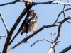 Spotted Towhee