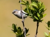 Blue-gray Gnatcatcher