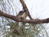 Northern Pygmny-Owl