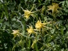 Yellow Columbine