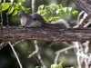 Arizona Gray Squirrel