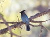 Steller's Jay