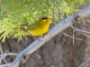 Wilson's Warbler