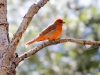 Hepatic Tanager