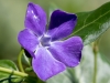 Bigleaf Periwinkle