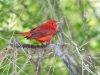 Summer Tanager