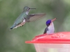 Broad-billed and Violet Crowned