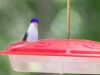 Violet-crowned Hummingbird