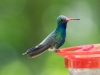 Broad-billed Hummingbird