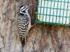 Ladder-backed Woodpecker