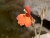 Scarlet Monkeyflower