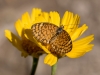 Tiny Checkerspot