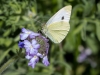 Cabbage White