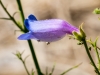 Purple Penstemon