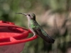 Broad-billed Hummingbird