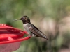 Anna's Hummingbird