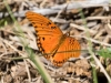 Gulf Fritillary