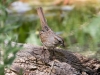 Song Sparrow