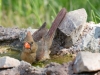 Northern Cardinal