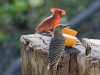 Northern Cardinal, Gila Woodpecker
