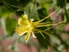 Yellow Columbine