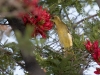 Hooded Oriole