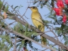 Hooded Oriole