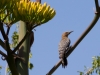 Gila Woodpecker