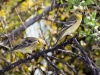 Lesser Goldfinch