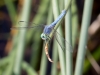 Blue Dasher Dragonfly