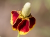 Upright Prairie Coneflower