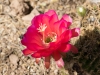 Cactus Flower