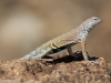 Greater Earless Lizard