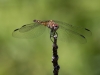 Blue Dasher Dragonfly