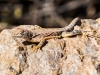 Elegant Earless Lizard