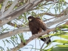 Harris's Hawk