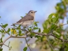 Lucy's Warbler