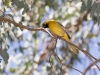 Hooded Oriole