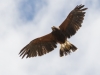 Harris's Hawk