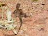 Arizona Desert Whiptail Lizard
