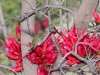 Anna's Hummingbird