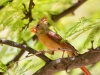 Northern Cardinal