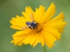 Bee on Flower