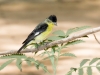 Lesser Goldfinch