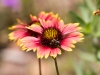 Indian Blanket Flower