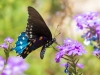 Pipevine Swallowtail Butterfly