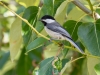 Black-capped Chickadee