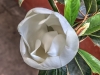 Magnolia flower