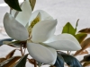 Magnolia flower